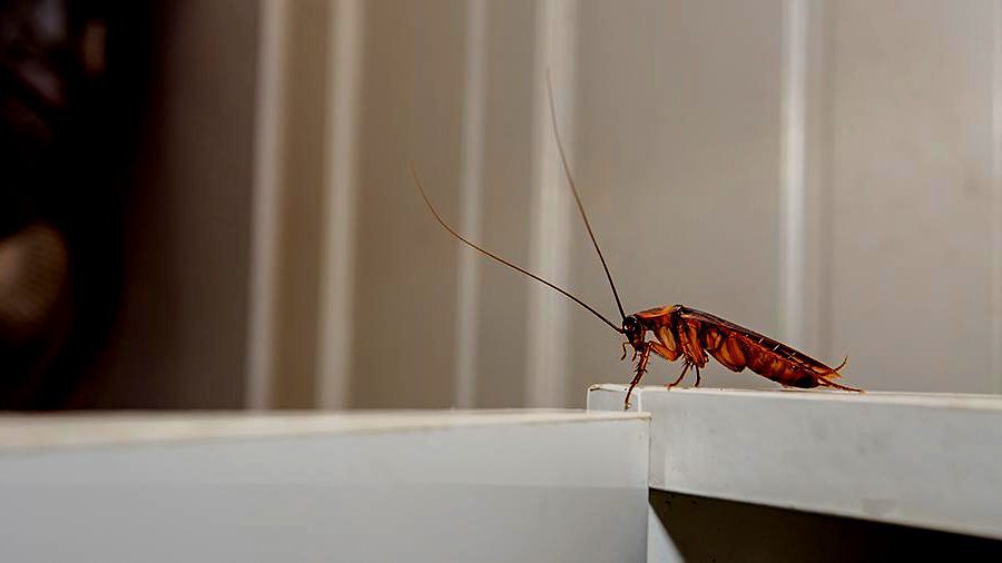 Как вывести тараканов в многоквартирном доме