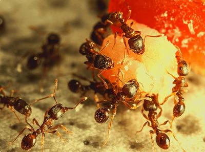 Простые и эффективные способы устранения муравьев