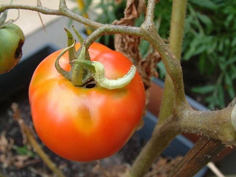 Помидорная совка бабочка. Как избавиться от совки на помидорах. Совка огородная гусеница. Помидорная совка гусеница. Как избавиться от совки на помидорах.