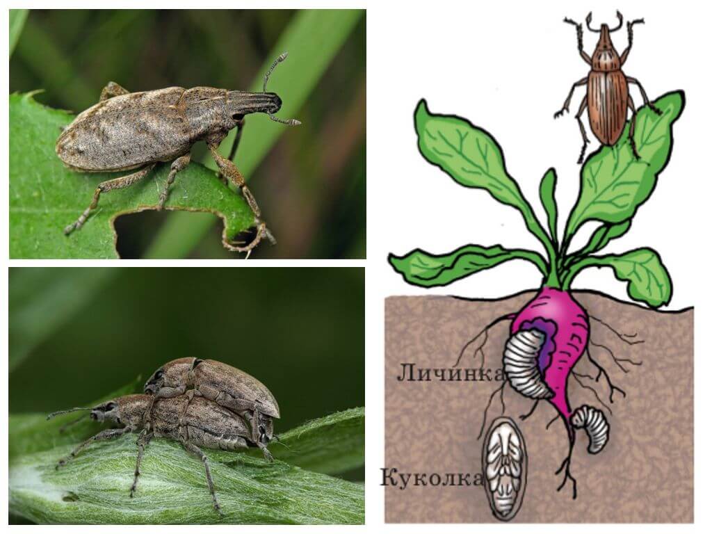 Обыкновенный свекловичный долгоносик повреждения