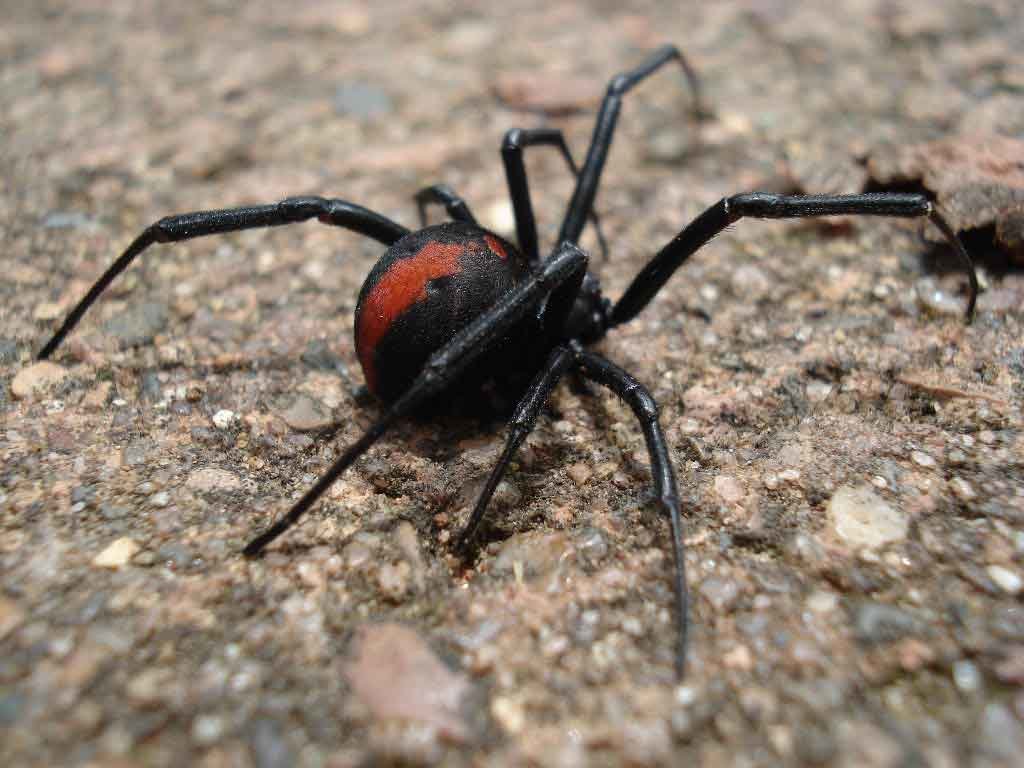 Ядовитые пауки австралии