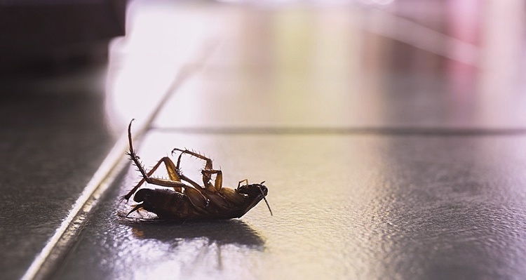 как избавиться от тараканов самостоятельно