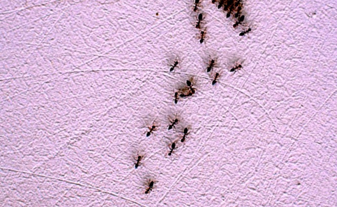 как избавиться от муравьев в квартире
