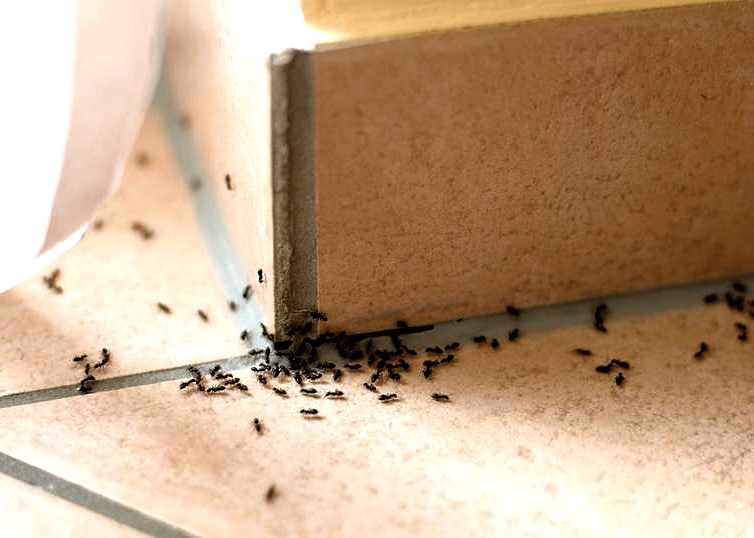 как вывести мелких муравьев