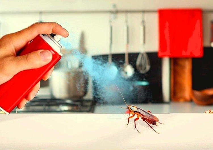 как вывести тараканов самостоятельно