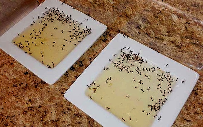 как избавиться от домашних муравьев