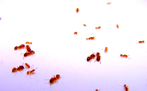 мелкие муравьи в квартире