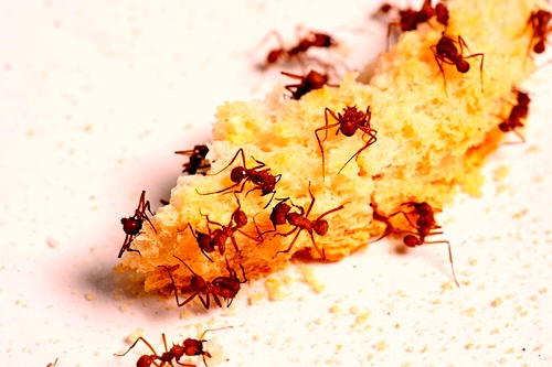 как избавиться от мелких домашних муравьев