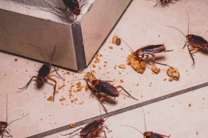 Как избавиться от тараканов в многоквартирном доме