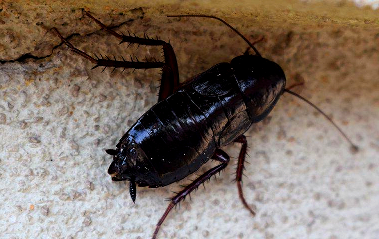 черные тараканы в квартире