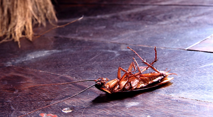 Как вывести тараканов в домашних условиях