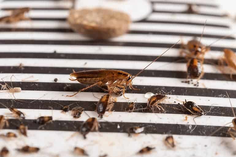 Как вывести тараканов на кухне