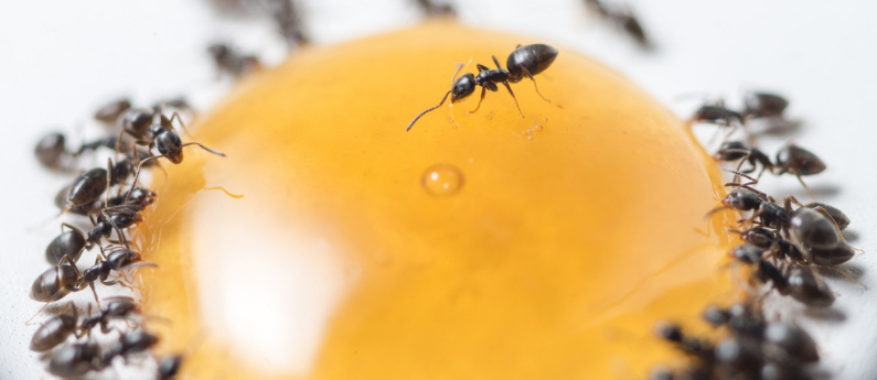 Как вывести муравьев из дома