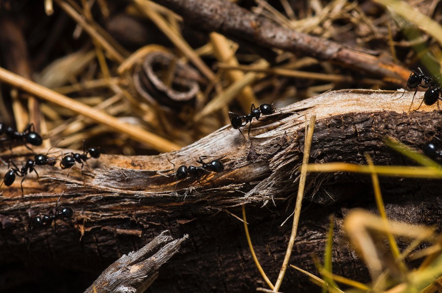 как избавиться от муравьев на даче