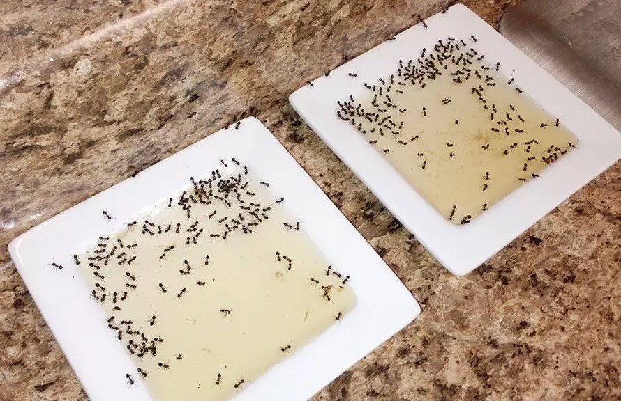 Избавиться от домашних муравьев народными средствами
