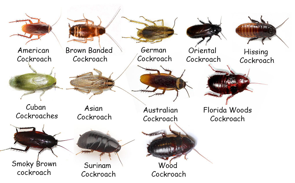 Разновидности тараканов