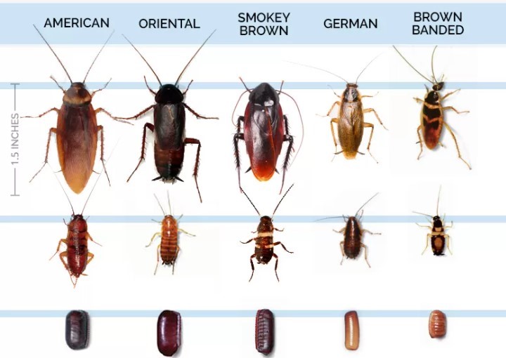 Виды таракановых насекомых