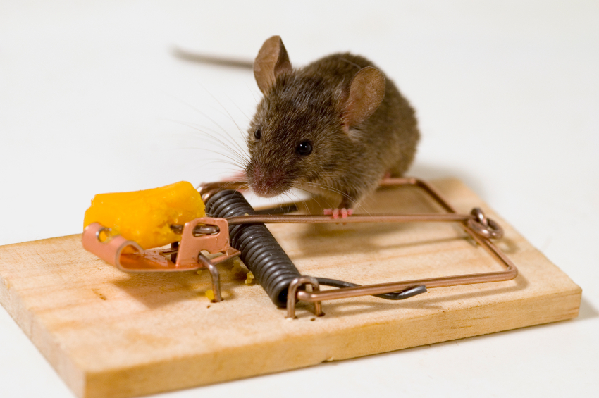 Лучший способ борьбы с мышами