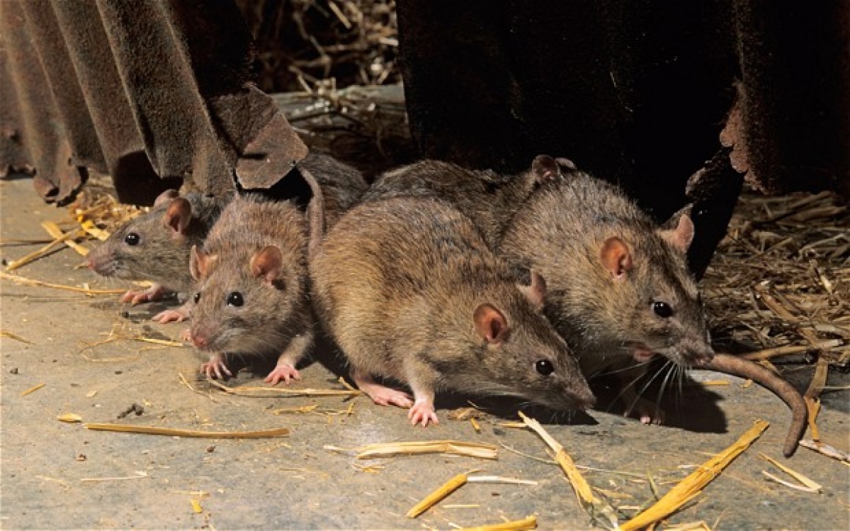 Какой ультразвуковой отпугиватель крыс и мышей лучше: рейтинг 2019 года
