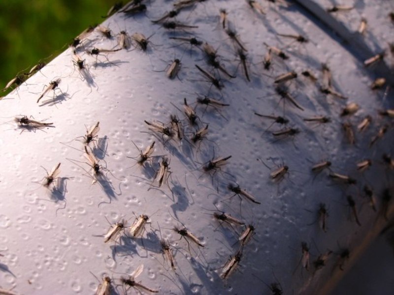 Репелленты от комаров: обзор эффективных средств | Дезинфекция .