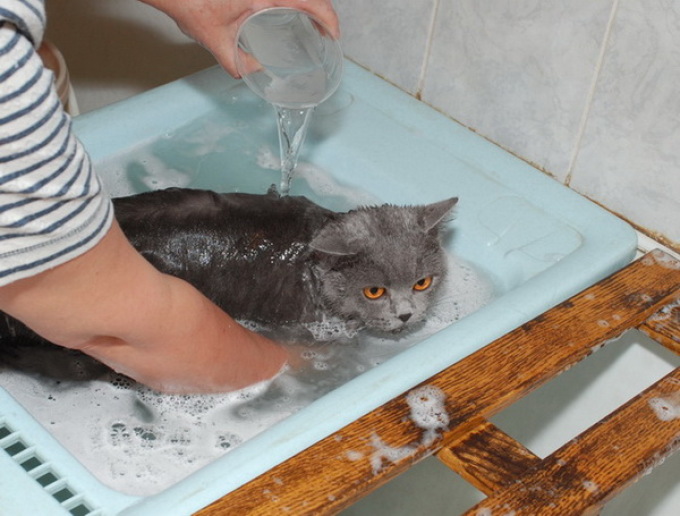 Мытье кота