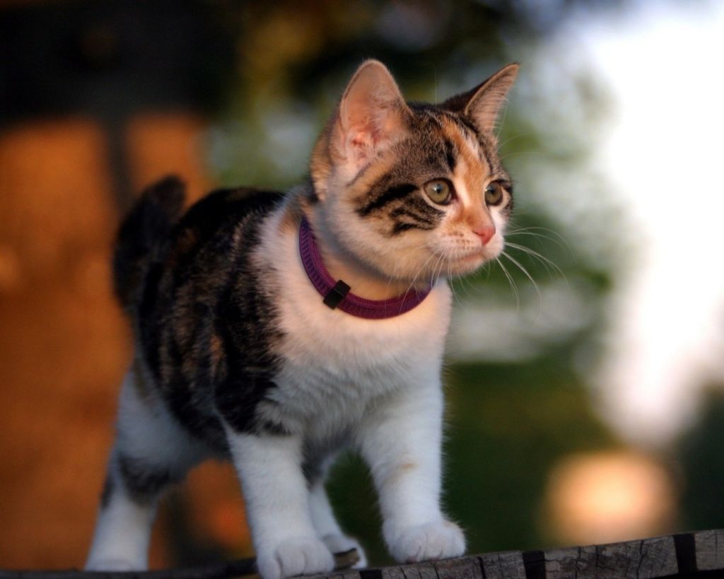 Капли от блох и клещей для взрослых кошек и котят: какие лучше выбрать, как наносить на холку, обзор эффективных средств с отзывами