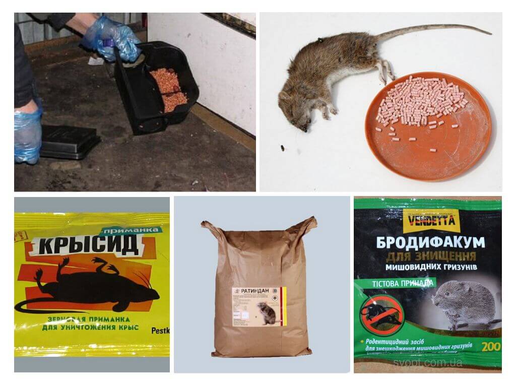 Крысы и яд