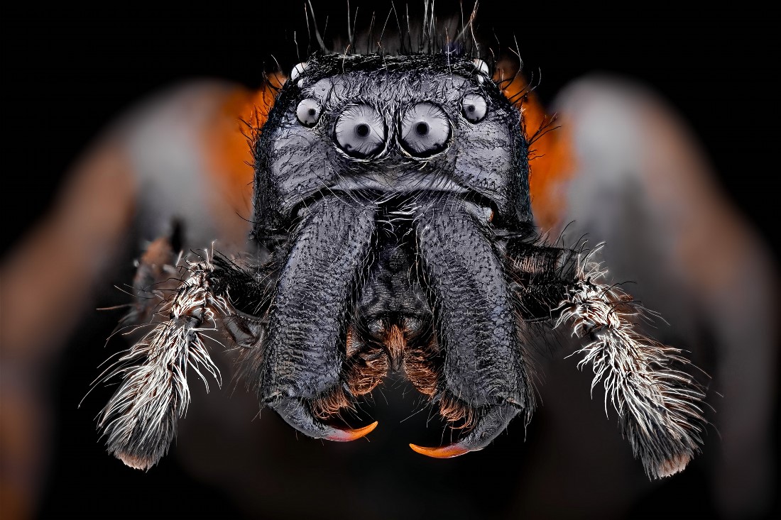 Голова паука